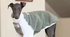 Italian Greyhound Outfits 2024: 35 Looks You'll Love 1 Italian Greyhound Outfits