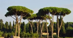 Italian Trees Rome 2024: 20+ Ideas You Will Love 1 th